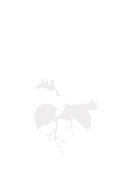 4rd Edition of International Heart Congress